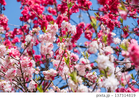 花桃(阿智村・花桃の里にて) 花桃(阿智村・花桃の里にて) 137314819