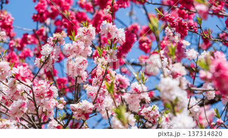 花桃（阿智村・花桃の里にて） 137314820