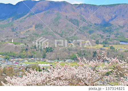 名胡桃城址からの眺め　満開の桜　集落と三峰山　群馬県みなかみ町 137314821