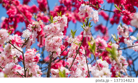 花桃（阿智村・花桃の里にて） 137314823