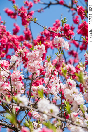 花桃（阿智村・花桃の里にて） 137314824