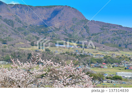 名胡桃城址からの眺め　満開の桜　集落と三峰山　群馬県みなかみ町 137314830