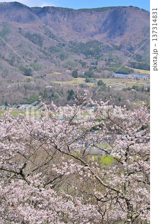 名胡桃城址からの眺め　満開の桜　集落と三峰山　群馬県みなかみ町 137314831