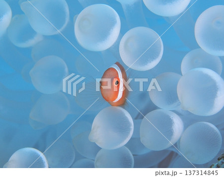 白いイソギンチャクに隠れるクマノミの幼魚 かわいい海の生き物の水中写真 137314845