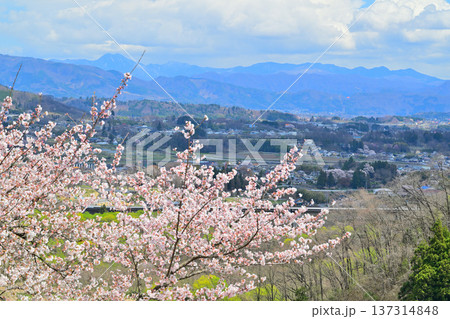 名胡桃城址からの眺め　満開の桜　集落と赤城高原方面　群馬県みなかみ町 137314848