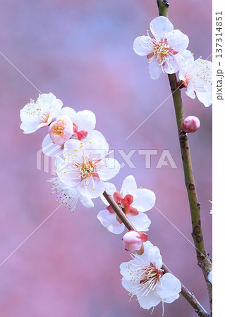 白い梅の花 137314851