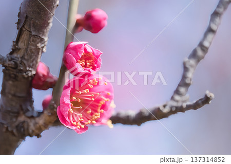 春の訪れを告げる梅の花 春の訪れを告げる梅の花 137314852