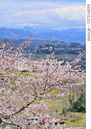 名胡桃城址からの眺め 満開の桜 集落と赤城高原方面 群馬県みなかみ町 名胡桃城址からの眺め 満開の桜 集落と赤城高原方面 群馬県みなかみ町 137314859