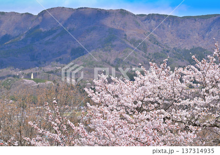 名胡桃城址 満開の桜 春の風景 群馬県みなかみ町 名胡桃城址 満開の桜 春の風景 群馬県みなかみ町 137314935