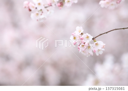 春風に揺れる桜のつぼみと花 137315081