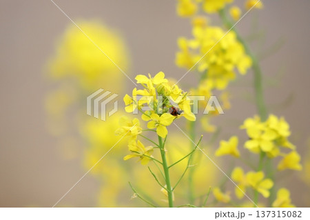 菜の花にとまるナナホシテントウ 菜の花にとまるナナホシテントウ 137315082
