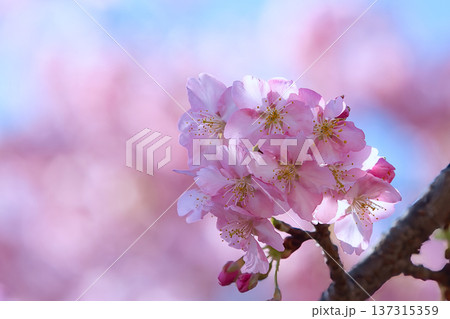 青空を背景に咲く河津桜 137315359