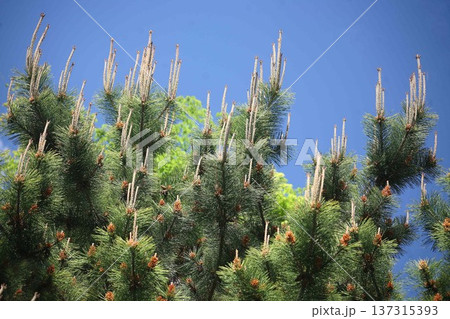 黒松　長い芽と実 137315393
