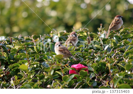 陽だまりの肖像 137315403