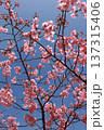 青空に梅の花 137315406