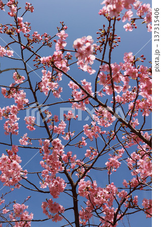 青空に梅の花 青空に梅の花 137315406