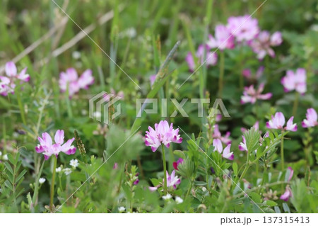 田んぼに生えているレンゲの花 田んぼに生えているレンゲの花 137315413