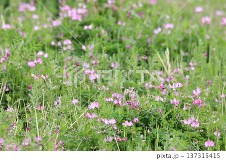 田んぼに生えているレンゲの花 137315415