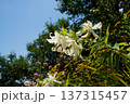 青空に映える白い百合 137315457