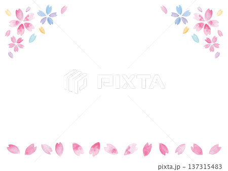 ムラのある手描き水彩の桜と花びらの白い背景-横型 137315483