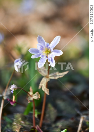 ユキワリイチゲ Anemone keisueana ユキワリイチゲ Anemone keisueana 137315502