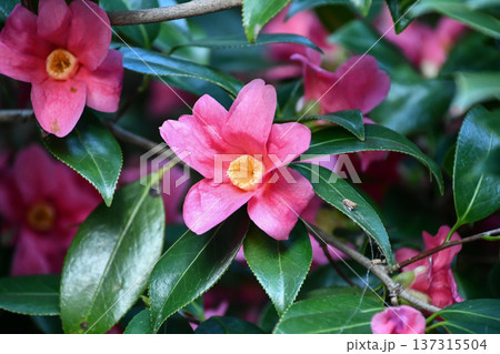 椿「紅侘助」　Camellia 'Beniwabisuke' 137315504