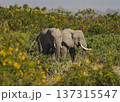 ケニアで撮影アフリカゾウ 137315547