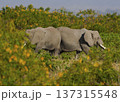 ケニアで撮影アフリカゾウ 137315548