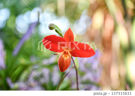 フラグミペディウム・ベッセアエ　Phragmipedium besseae 137315631