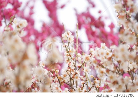 赤い梅を背景とした白い梅の花11 赤い梅を背景とした白い梅の花11 137315700