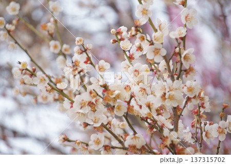 背景に玉ボケを入れた白い梅の花3 137315702