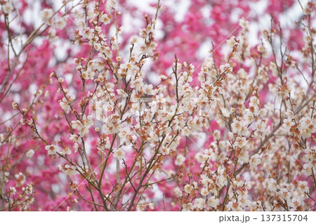 赤い梅を背景とした白い梅の花9 赤い梅を背景とした白い梅の花9 137315704