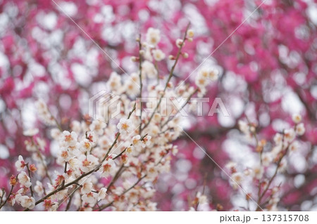 赤い梅を背景とした白い梅の花5 赤い梅を背景とした白い梅の花5 137315708