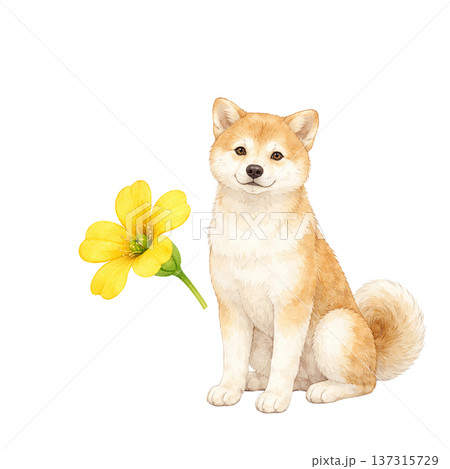 柴犬と春の花 水彩イラスト かわいい犬と植物のナチュラル素材 137315729