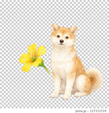 柴犬と春の花 水彩イラスト かわいい犬と植物のナチュラル素材 137315729