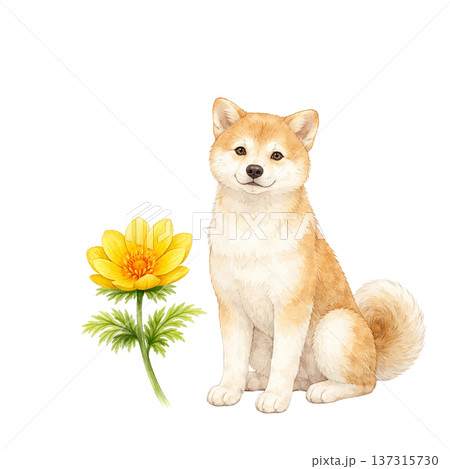 柴犬と春の花 水彩イラスト かわいい犬と植物のナチュラル素材 137315730