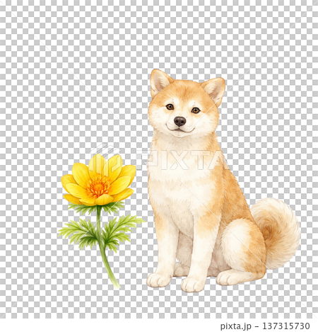 柴犬と春の花 水彩イラスト かわいい犬と植物のナチュラル素材 137315730