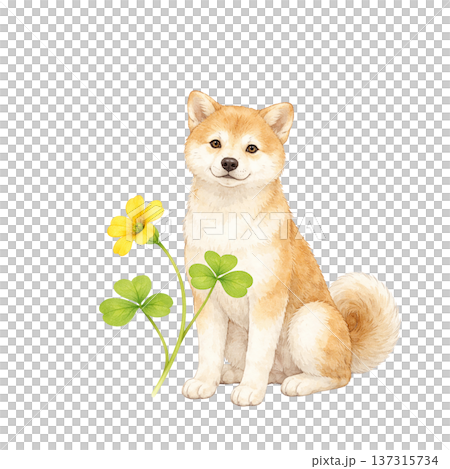 柴犬與春花水彩插畫，可愛的狗狗與植物，天然材質 137315734