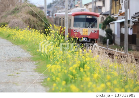 菜の花と大雄山線の電車 菜の花と大雄山線の電車 137315905