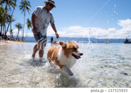 ビーチを走るコーギーの水遊び 137315935