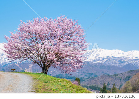 野平の一本桜 137316136