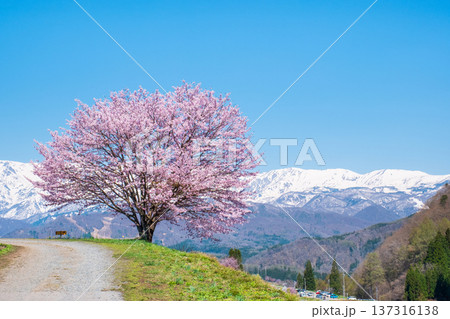 野平の一本桜 137316138