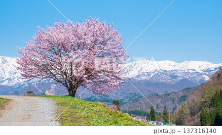 野平の一本桜 野平の一本桜 137316140