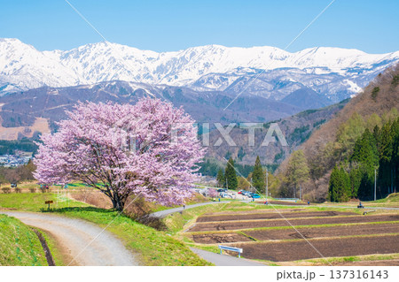野平の一本桜 137316143