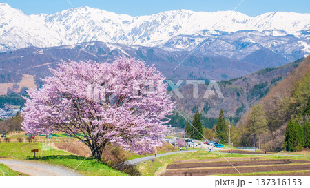 野平の一本桜 137316153
