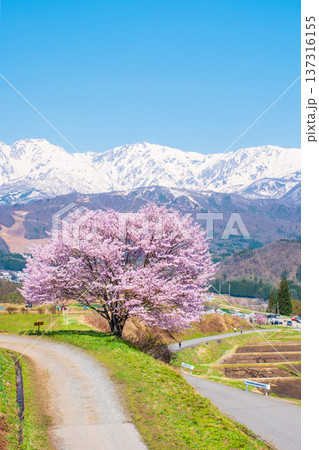 野平の一本桜 野平の一本桜 137316155