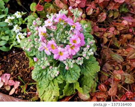 プリムラ・マラコイデスの花 プリムラ・マラコイデスの花 137316400