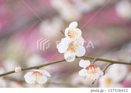 白い梅の花 137316413