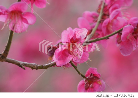 赤い梅の花のクローズアップ撮影 赤い梅の花のクローズアップ撮影 137316415