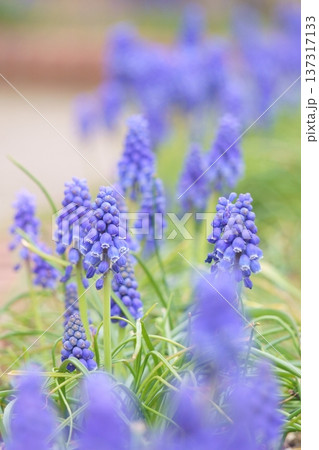 花壇に咲いた青紫のムスカリの花 137317133